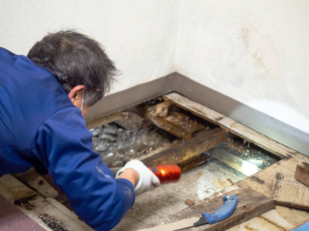 Best Toxic Mold Removal  in Highfill, AR