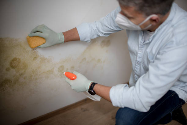 Best Mold Removal Process  in Highfill, AR