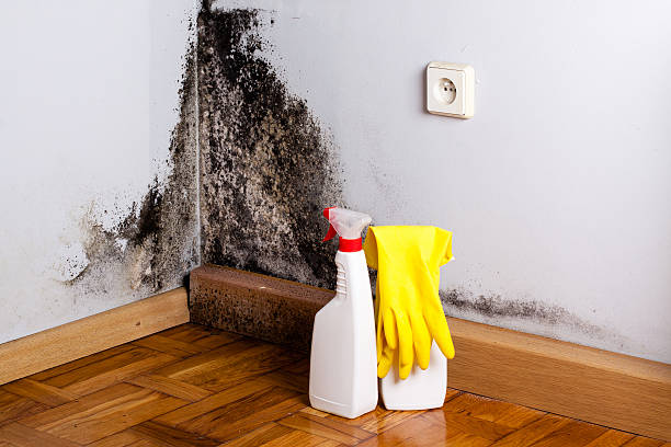 Best Crawl Space Mold Removal  in Highfill, AR